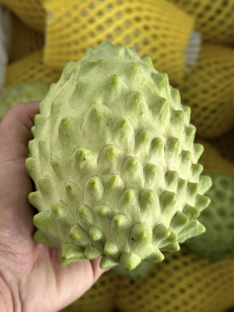 云南牛奶释迦果，一手货源，诚信经营，一件代发，可对接电商