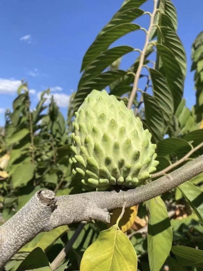 云南牛奶释迦果，一手货源，诚信经营，一件代发，可对接电商