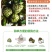云南牛奶释迦果，一手货源，诚信经营，一件代发，可对接电商