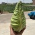 精品牛心菜