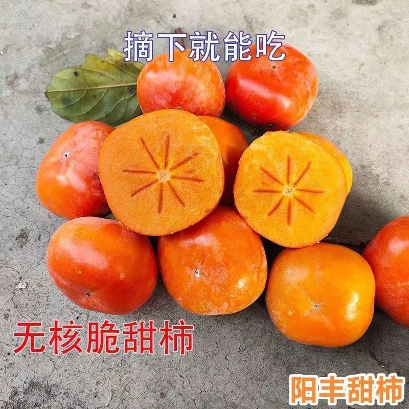 优质嫁接柿子苗存活率高根正苗红品质优可视频看货