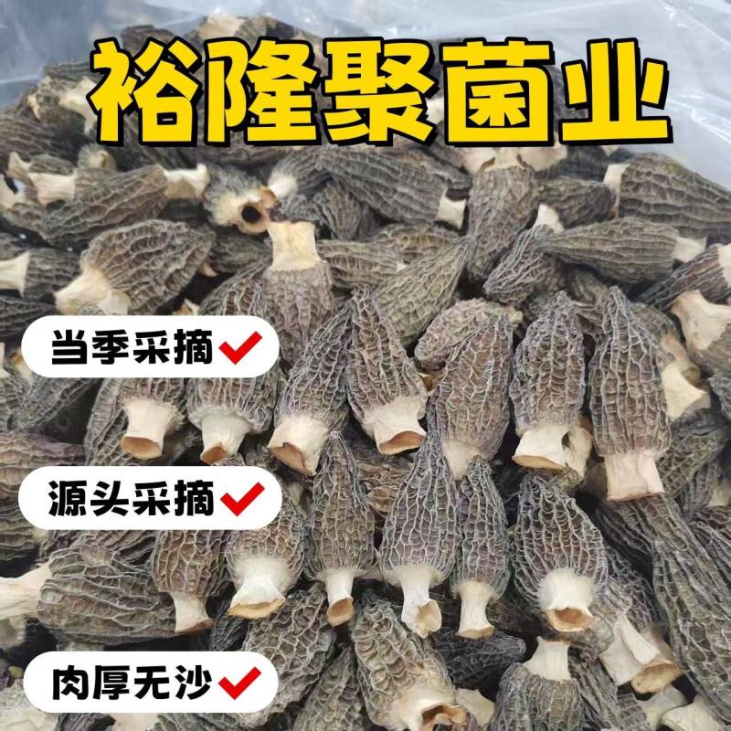 四川羊肚菌源头批发价格美丽食用菌工厂货源