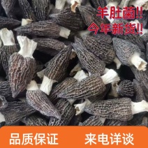 羊肚菌基地直销量大质优价格优惠一手货源欢迎咨询采购