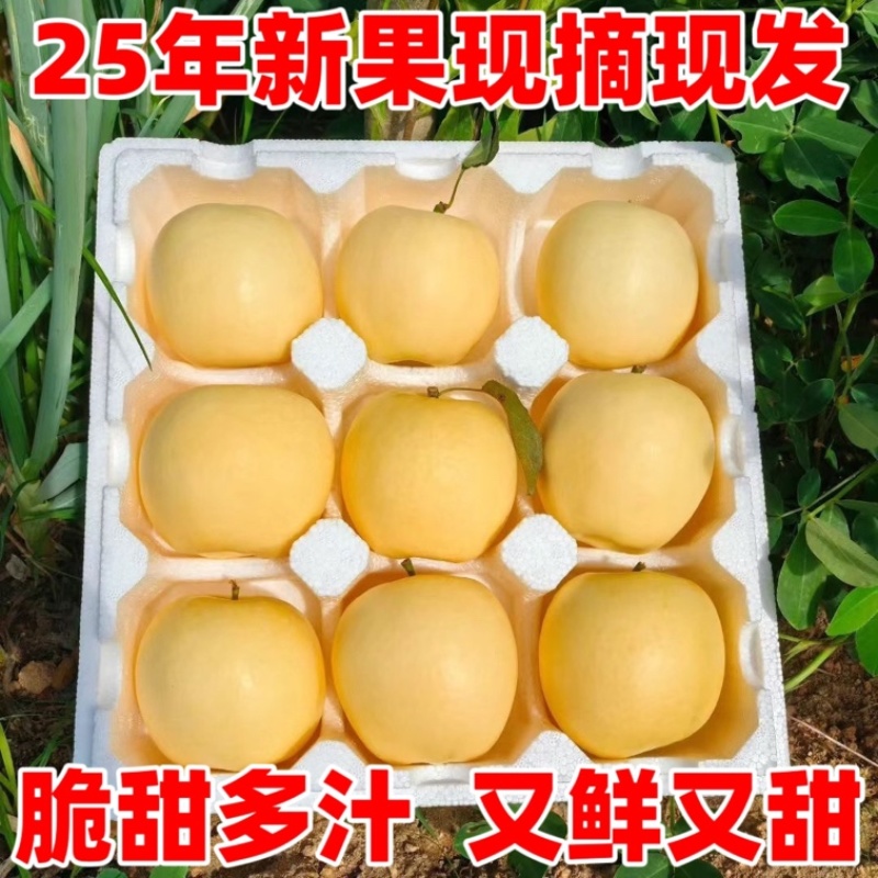 山东奶油富士苹果一件代发
