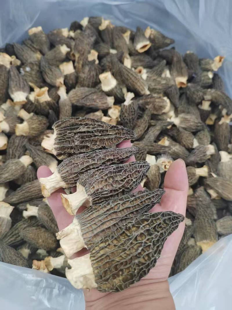 3-10公分羊肚菌干货优质厚肉黑身羊肚菌