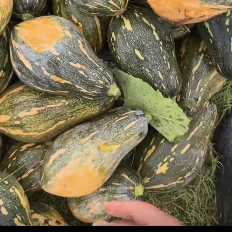 香芋南瓜产地直发，现货供应。