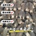 3-10公分羊肚菌干货优质厚肉黑身羊肚菌