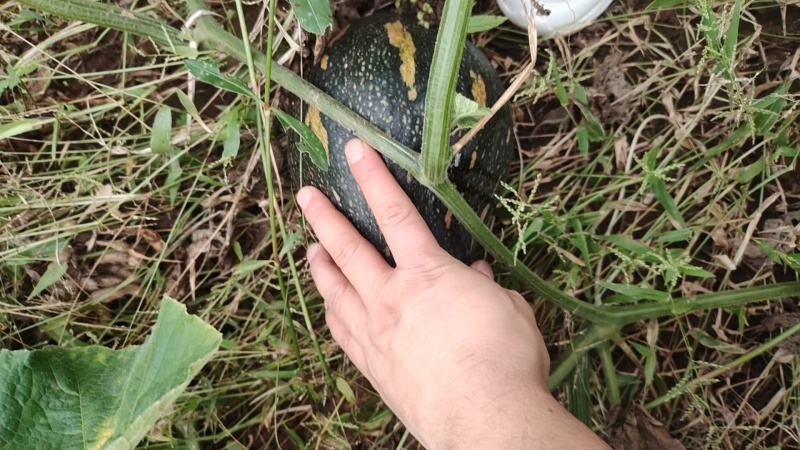 香芋南瓜产地直发，现货供应。