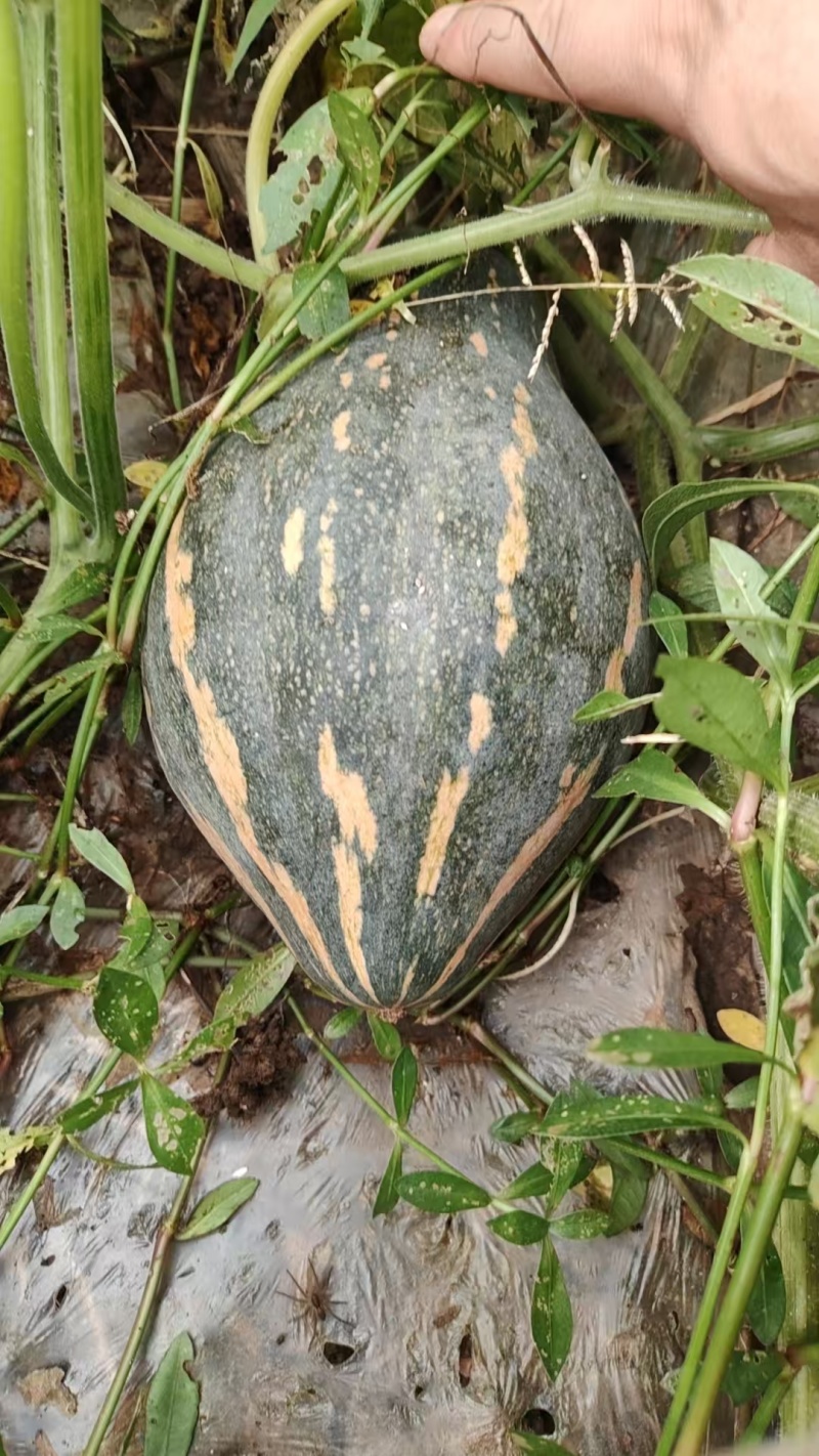 香芋南瓜产地直发，现货供应。