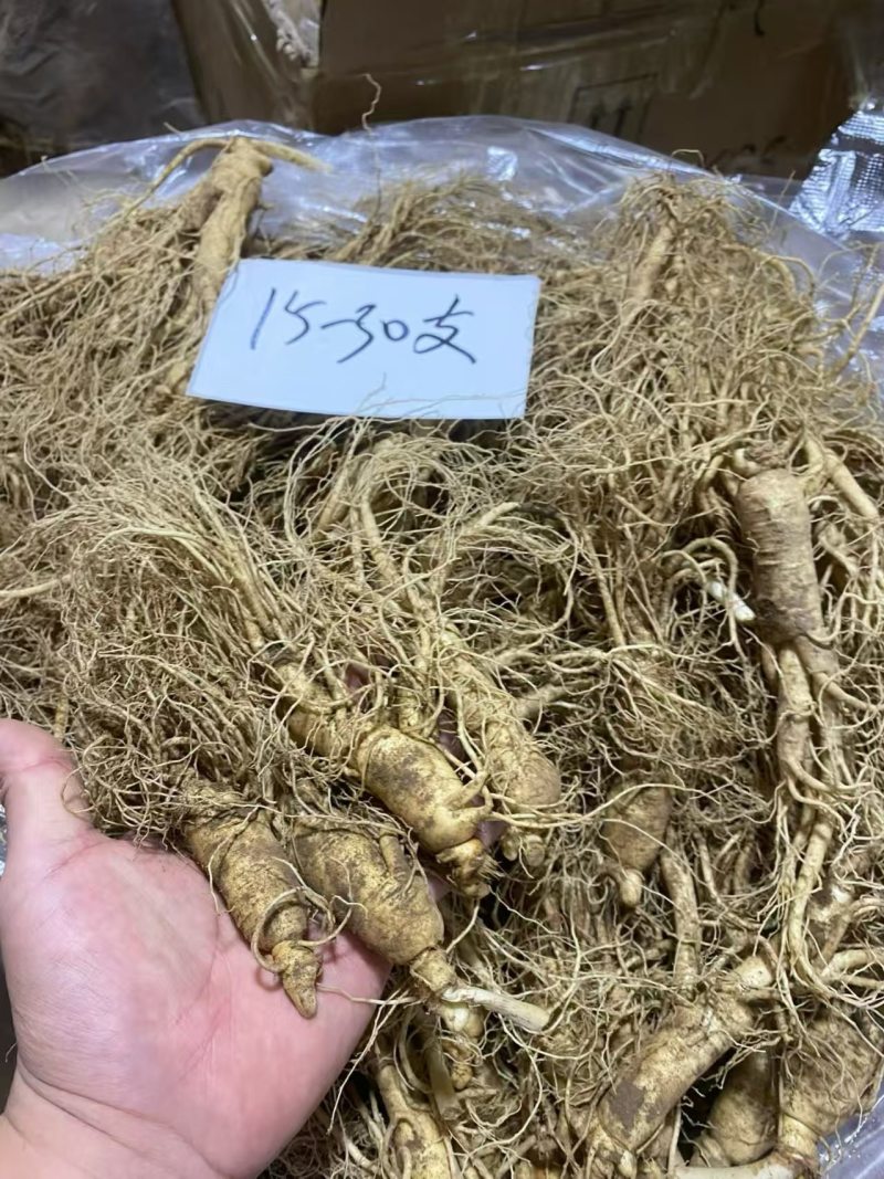 新鲜人参产地直销质量保证产地供应诚信经营欢迎咨询