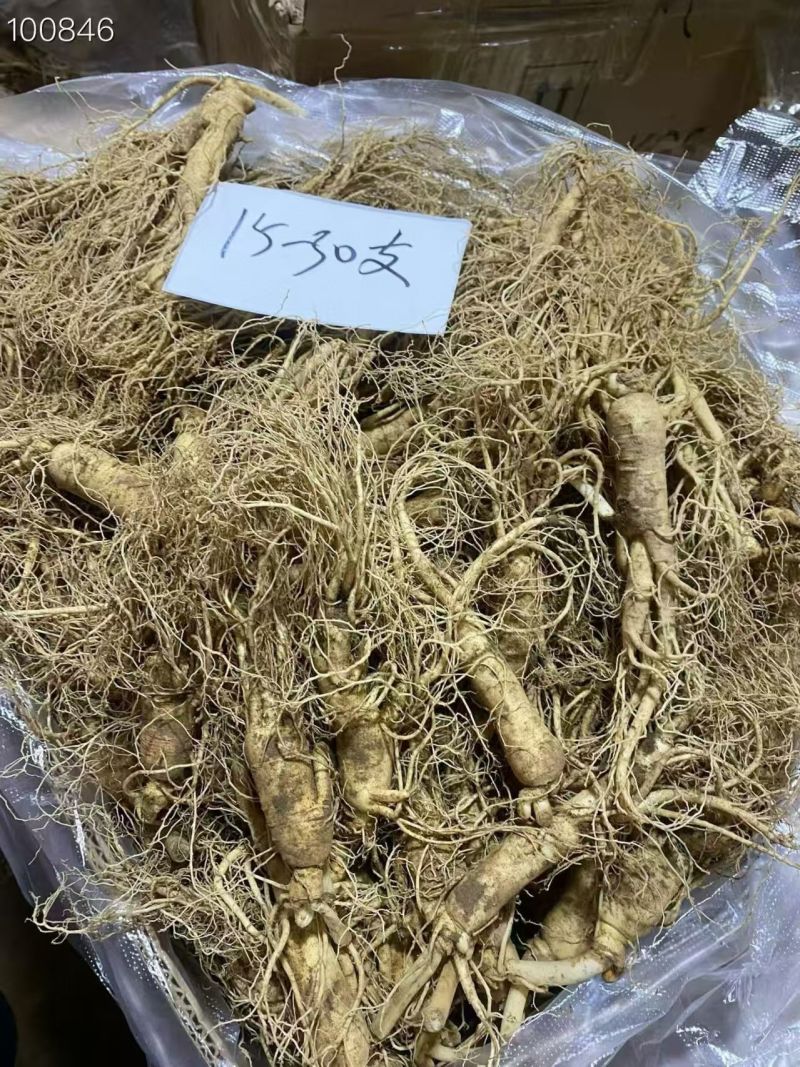 新鲜人参产地直销质量保证产地供应诚信经营欢迎咨询