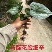 四川野生马蹄细辛中药材盆栽绿植批发