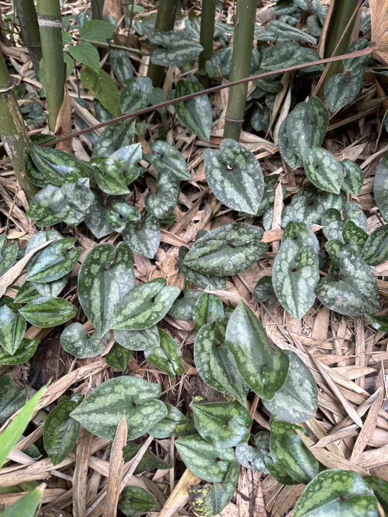 四川野生马蹄细辛中药材盆栽绿植批发