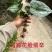 四川野生马蹄细辛中药材盆栽绿植批发
