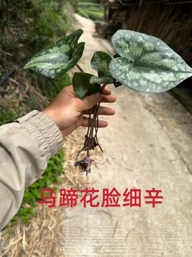 四川野生马蹄细辛中药材盆栽绿植批发
