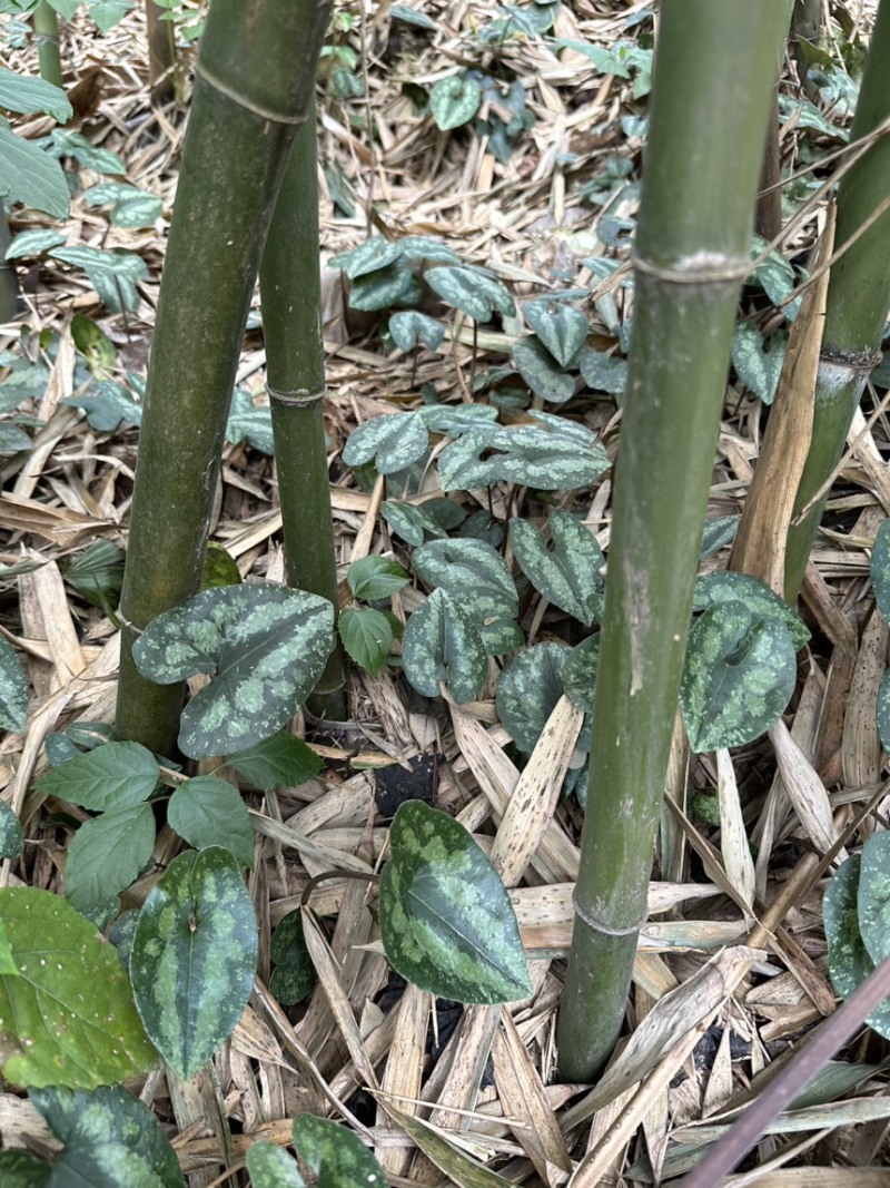 四川野生马蹄细辛中药材盆栽绿植批发
