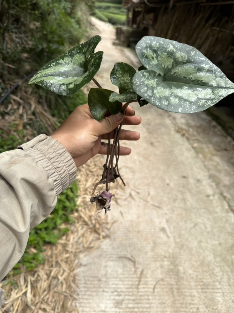 四川野生马蹄细辛中药材盆栽绿植批发
