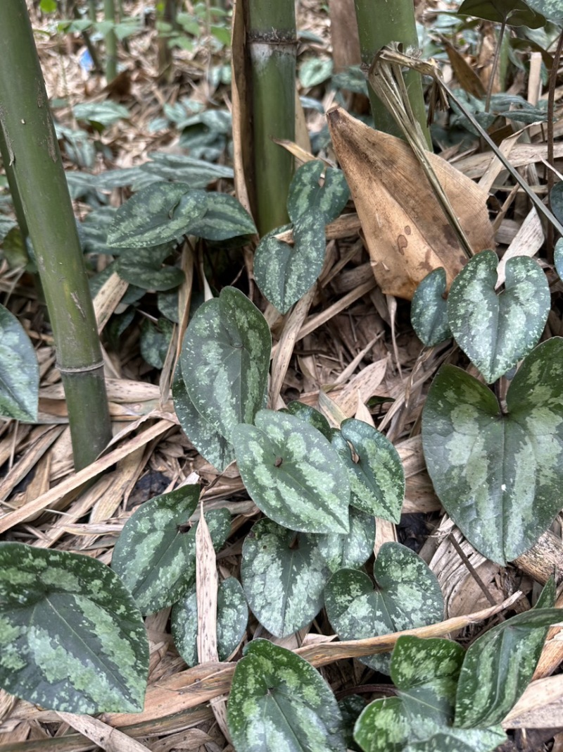 四川野生马蹄细辛中药材盆栽绿植批发