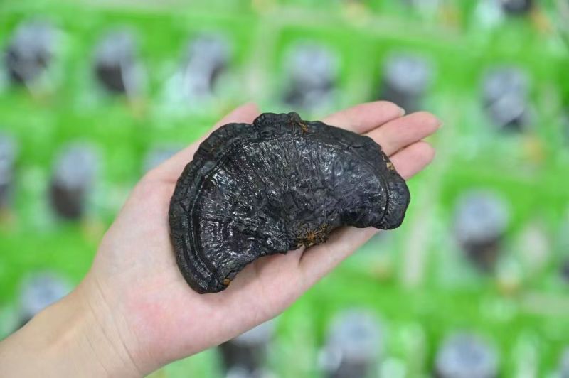 精品灵芝货源充足质量保证对接全国诚信经营欢迎咨询