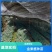 四川金果榄种苗地苦胆种苗易成活常年基地批发供应