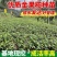 四川金果榄种苗地苦胆种苗易成活常年基地批发供应