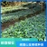 四川金果榄种苗地苦胆种苗易成活常年基地批发供应