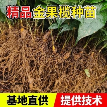 四川金果榄种苗地苦胆种苗易成活常年基地批发供应