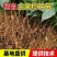 四川金果榄种苗地苦胆种苗易成活常年基地批发供应