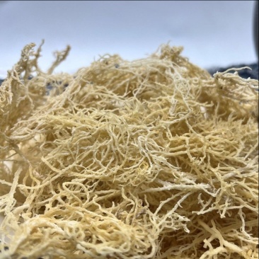 批发龙须菜石花菜优惠速食长寿菜鹿角菜海藻菜凉拌