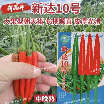新达10号朝天椒种子特大果中晚熟油亮顺直长把朝天椒种籽