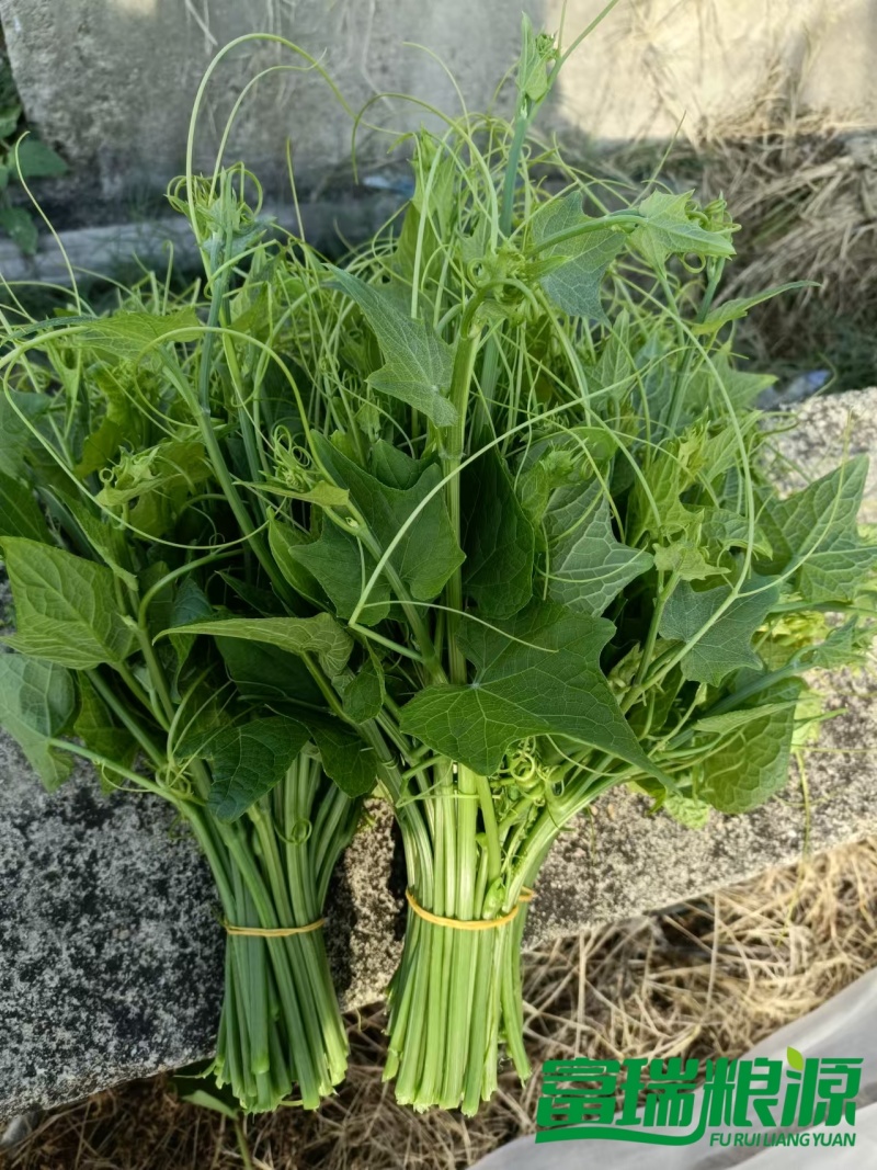 精品龙须菜全国可发
