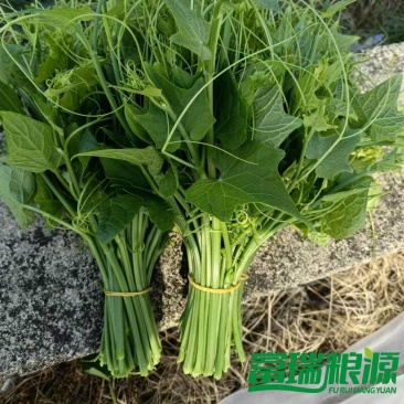 精品龙须菜全国可发