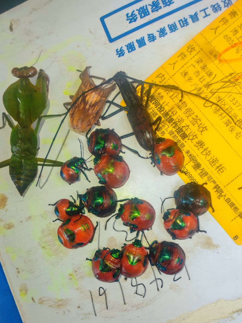 标本打包65元