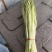 精品节节芹