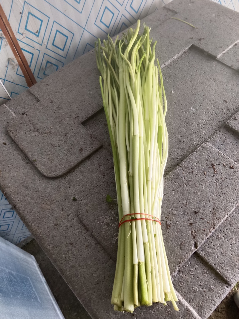 精品节节芹