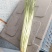 精品节节芹