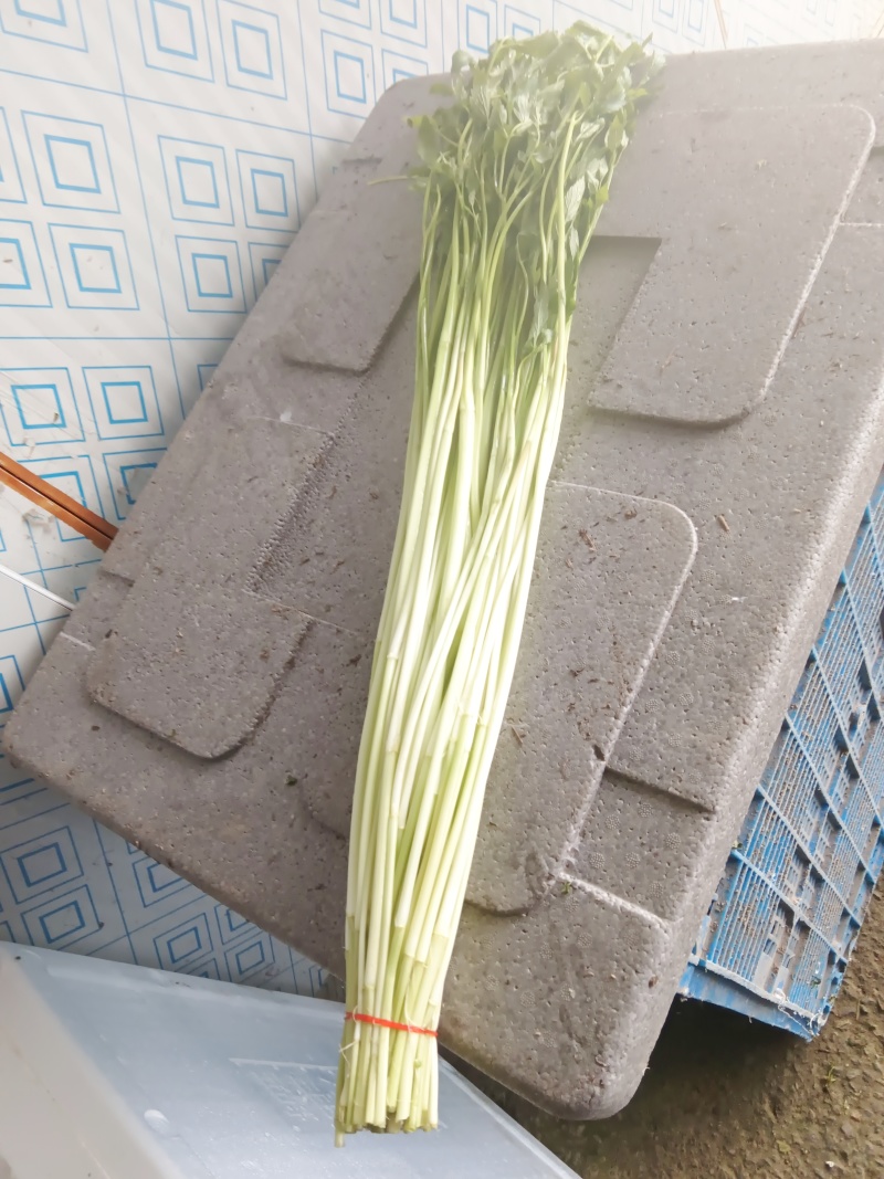 精品节节芹