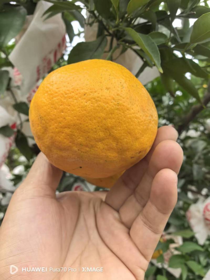 耙耙柑套袋耙耙柑口感特别好