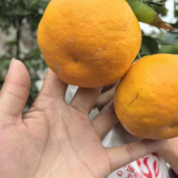 耙耙柑套袋耙耙柑口感特别好