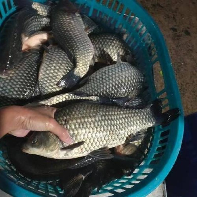 大量出货，渔场直供，成活率高。