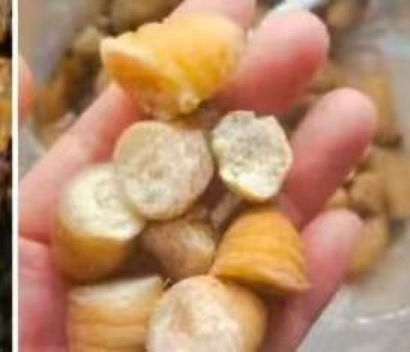 高蛋白营养竹笋虫