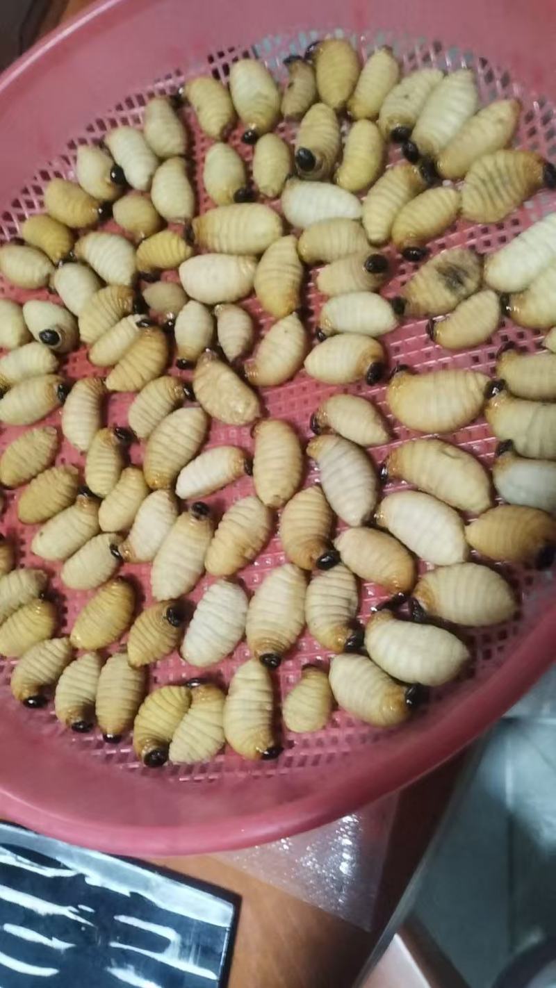 高蛋白营养竹笋虫