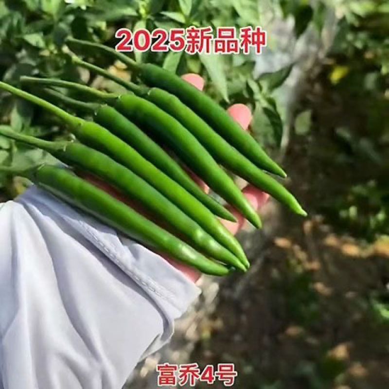 富乔四号朝天椒种子