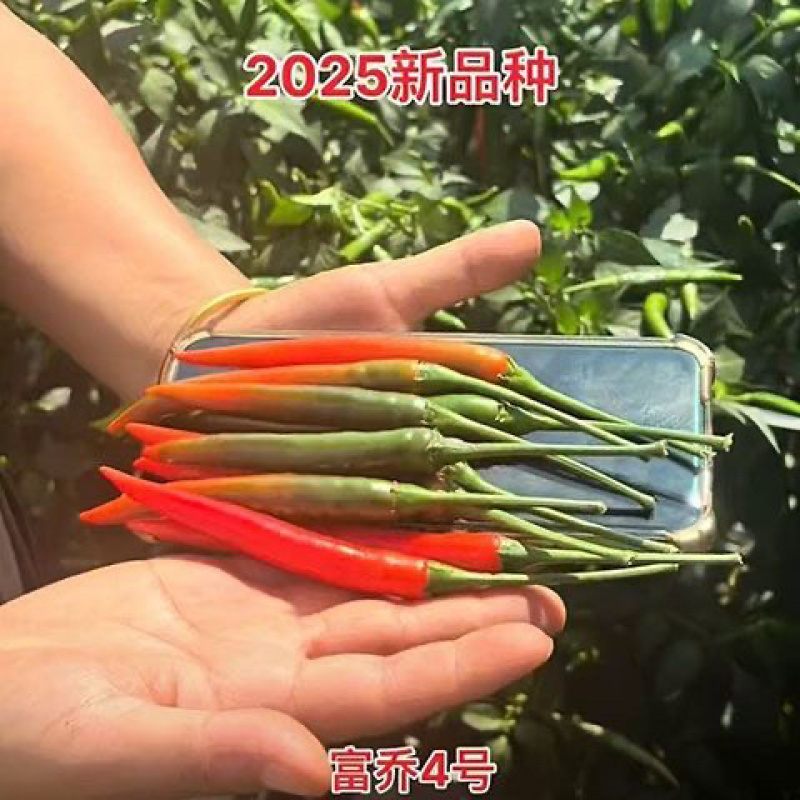 富乔四号朝天椒种子