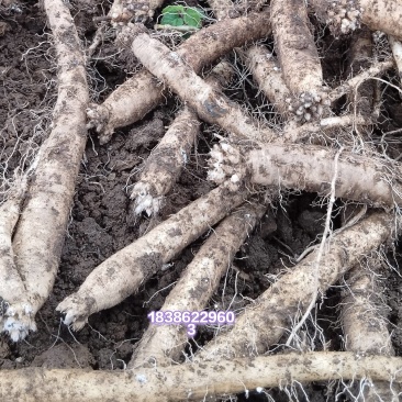 党参自己种植自己发货