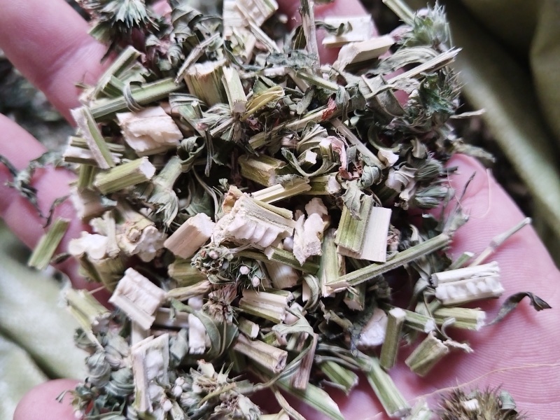 益母草颜色青今年新货无杂质可以打粉产地直销一手货源。