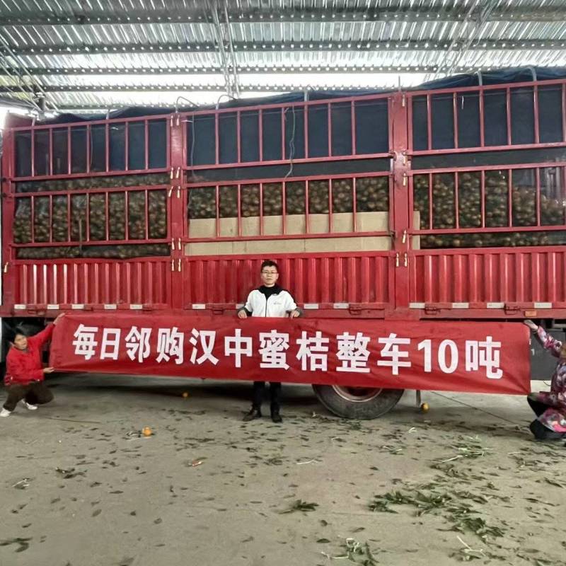 汉中蜜橘