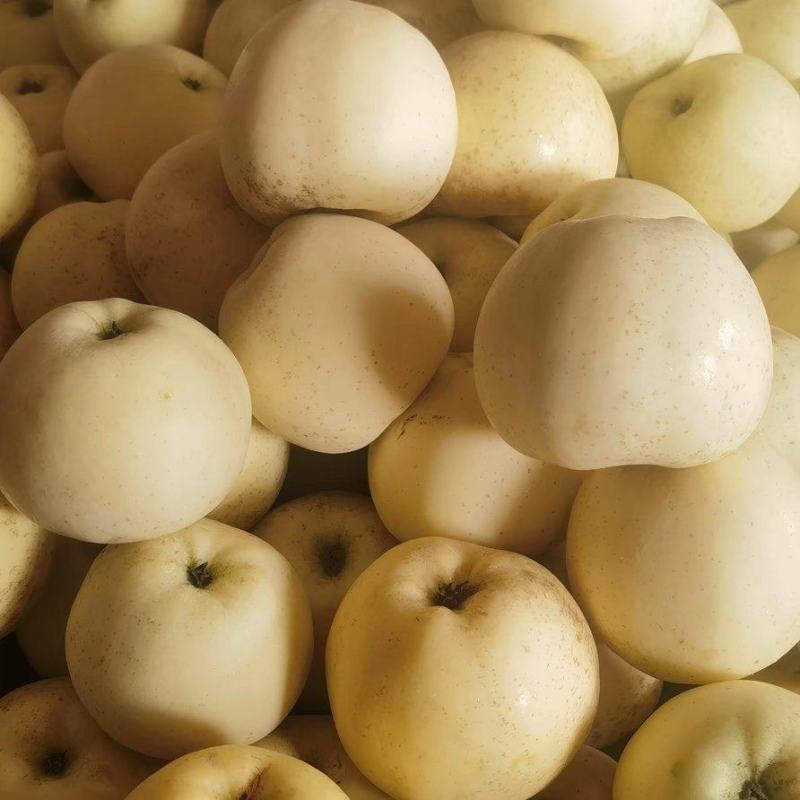 维纳斯黄金苹果，全国发货，保质保量，诚信经营，量大从优