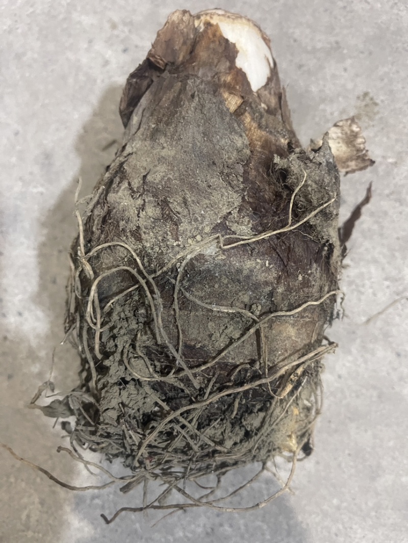 正宗炮弹芋种苗