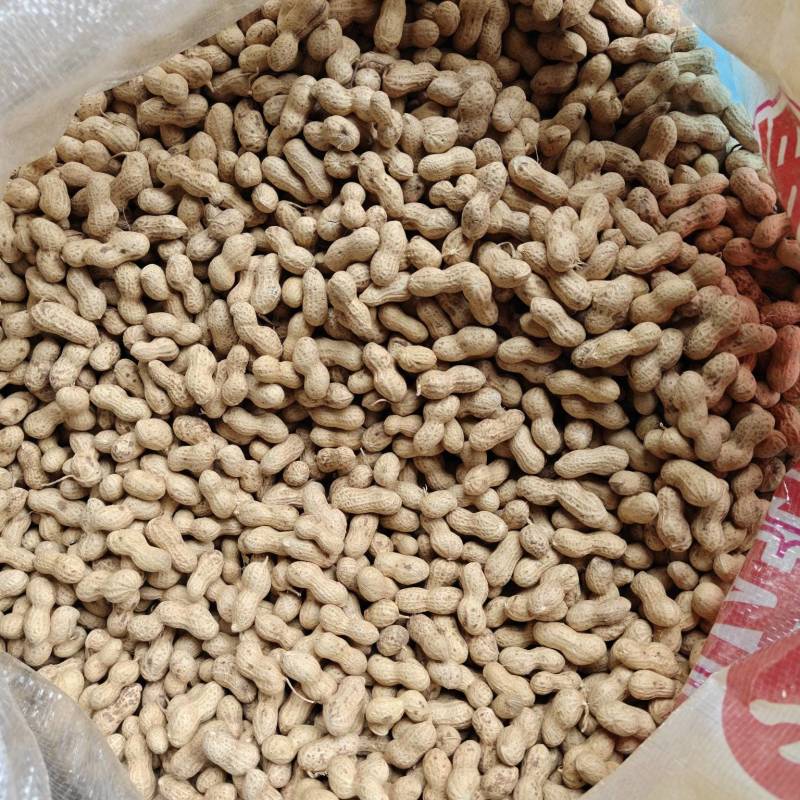 河南精品小珍珠花生果产地直发一手货源保质保量